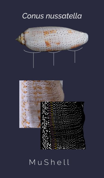 conus_nussatella_poster.png conus_nussatella_poster.png