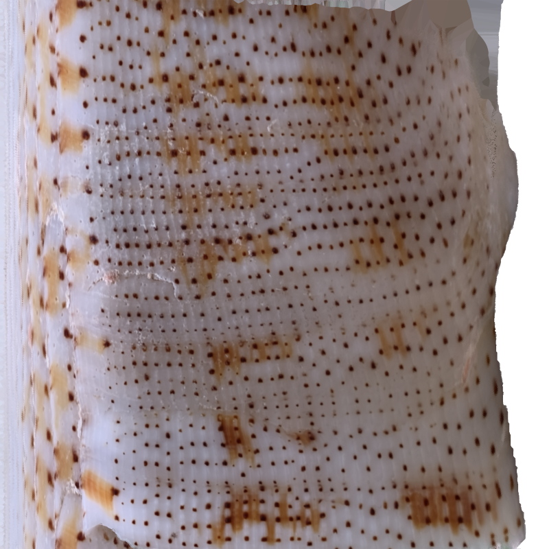 nussatella_neu.png nussatella_neu.png